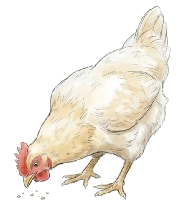 A hen pecking at grain