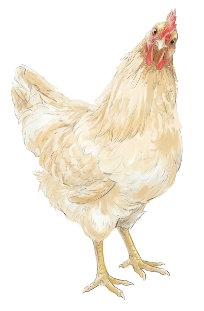 A buff hen standing tall, her comb cresting over the top bar
